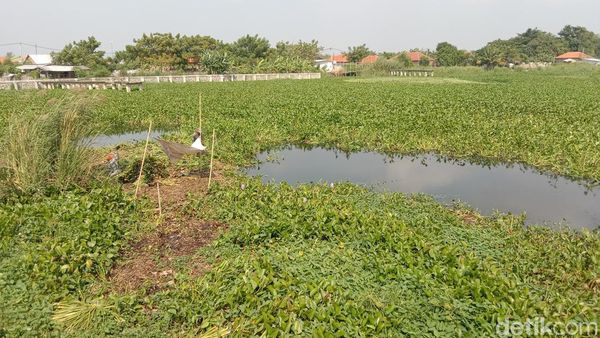 Potret Hamparan Eceng Gondok di Sungai Cimanuk Lama Indramayu