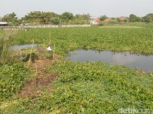 Potret Hamparan Eceng Gondok di Sungai Cimanuk Lama Indramayu Potret Hamparan Eceng Gondok di Sungai Cimanuk Lama Indramayu