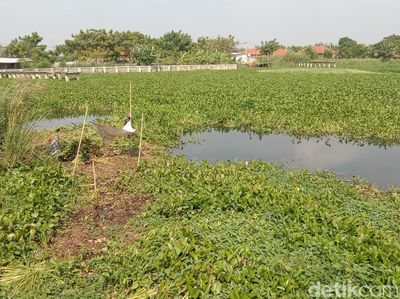 Potret Hamparan Eceng Gondok di Sungai Cimanuk Lama Indramayu