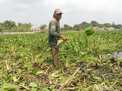 Eceng Gondok yang Jadi Cuan di Tangan Sutirwan