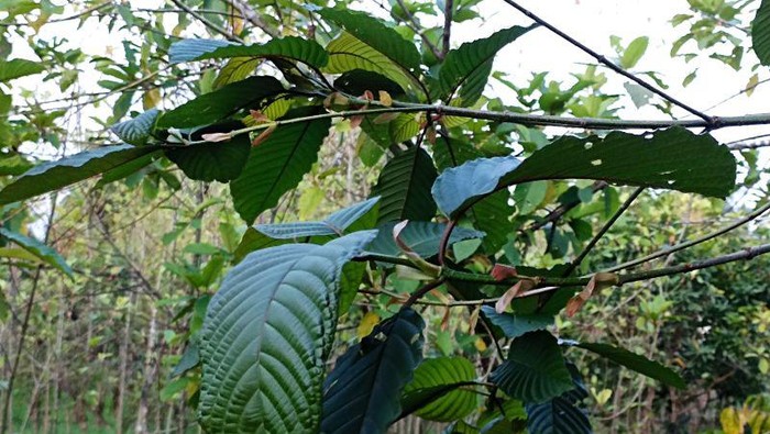 Tanaman Kratom