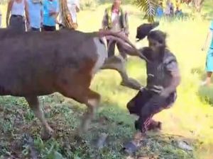 Sapi Kurban di Sumbar Tendang Warga, Korban Muntah Sampai Pingsan