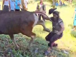 Sapi Kurban di Sumbar Tendang Warga, Korban Muntah Sampai Pingsan