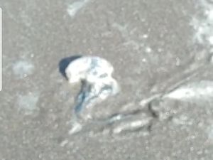 Awas! Ubur-ubur Diduga Beracun Bermunculan di Pantai Watu Ulo