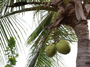 Air Kelapa Muda Bagus untuk Recovery usai Olahraga? Ini Faktanya