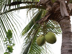 Air Kelapa Muda Bagus untuk Recovery usai Olahraga? Ini Faktanya