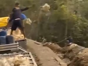 Horor Macet 2 Hari Jalur Trans Sulawesi Lutim, Ayam Diangkut Truk Pada Mati Horor Macet 2 Hari Jalur Trans Sulawesi Lutim, Ayam Diangkut Truk Pada Mati
