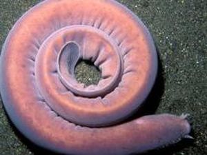 Ini Pacific Hagfish, Ikan Purba Laut Dalam yang Bisa Melawan Hiu Ini Pacific Hagfish, Ikan Purba Laut Dalam yang Bisa Melawan Hiu