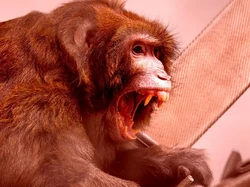 Puluhan Monyet Lab Percobaan Kabur, Warga Diminta untuk Menghindar