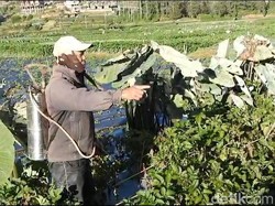 Hadapi Ancaman Embun Es, Petani Dieng Bersiap Ganti Tanaman