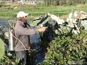 Hadapi Ancaman Embun Es, Petani Dieng Bersiap Ganti Tanaman Hadapi Ancaman Embun Es, Petani Dieng Bersiap Ganti Tanaman