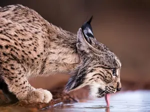 Menyedihkan, Lynx Mati Usai Dilepaskan Secara Ilegal ke Tempat Baru Menyedihkan, Lynx Mati Usai Dilepaskan Secara Ilegal ke Tempat Baru