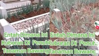 Heboh Makam Ditanami Daun Bawang, Bagaimana Hukumnya?