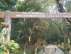 Video: Hutan Kota Srengseng Bakal Ditata Agar Bisa Dipakai Acara Budaya