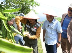 Keseruan Petik Buah Naga Kuning di Sangkanika Edugarden Kuningan