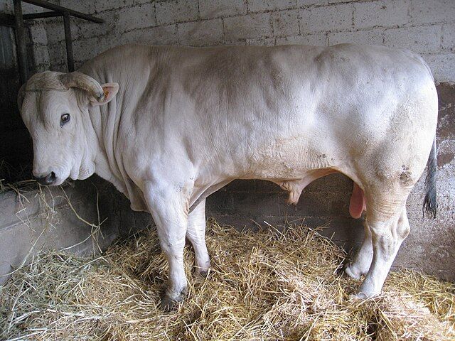 Sapi Jenis Chianina Bulle.