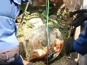 Kucing Oyen Terjebur Sumur hingga Lemas, Damkar Bogor Evakuasi Kucing Oyen Terjebur Sumur hingga Lemas, Damkar Bogor Evakuasi