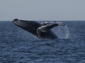 Serunya Wisata Mengamati Paus di Perairan Brasil, Mau Ikut? Serunya Wisata Mengamati Paus di Perairan Brasil, Mau Ikut?