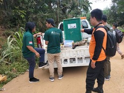 Siamang yang Bikin Resah Warga Akhirnya Dievakuasi BPBD Muba