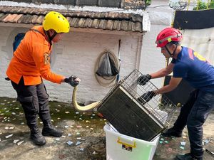 Lagi, Ular Masuk Rumah Warga-Mangsa Burung Peliharaan di Lubuklinggau