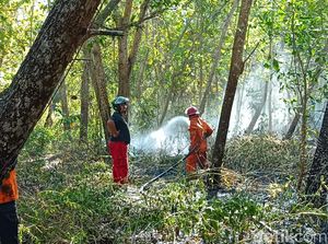 4 Hektare Hutan Jati di Lendah Kulon Progo Terbakar