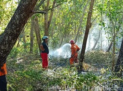 4 Hektare Hutan Jati di Lendah Kulon Progo Terbakar