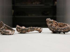 Pertama Kalinya Brasil Temukan Fosil Reptil Kuno dari Masa Trias