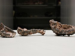 Pertama Kalinya Brasil Temukan Fosil Reptil Kuno dari Masa Trias