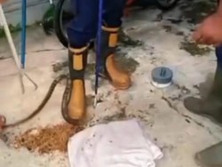 Perkutut di Gunungkidul Glubuk-glubuk, Ternyata Hendak Dimangsa Ular Macan