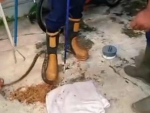 Perkutut di Gunungkidul Glubuk-glubuk, Ternyata Hendak Dimangsa Ular Macan Perkutut di Gunungkidul Glubuk-glubuk, Ternyata Hendak Dimangsa Ular Macan