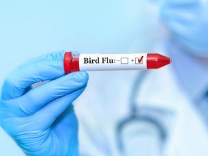 Video: CDC AS Akhiri Respons Darurat Flu Burung H5N1 Video: CDC AS Akhiri Respons Darurat Flu Burung H5N1