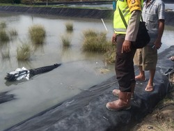 Buaya Muara 4 Meter Masuk Tambak Bikin Heboh Warga OKI