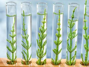 Dapatkan Tanaman Rekayasa Genetika Jamin Ketahanan Pangan?