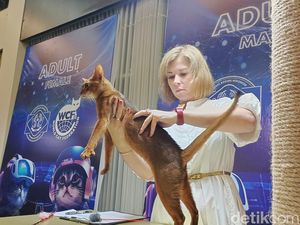 Gemas! Ribuan Kucing Bersaing Beradu Kecantikan di Kota Pahlawan Gemas! Ribuan Kucing Bersaing Beradu Kecantikan di Kota Pahlawan