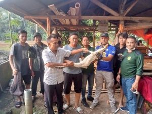 Hii...Buaya Muara Nyasar ke Kolam Ikan Warga di Pandeglang