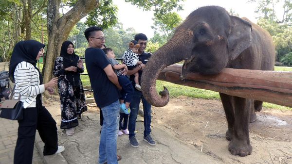 Pengunjung Taman Margasatwa Lembah Hijau Melonjak di Hari Libur Sekolah Pengunjung Taman Margasatwa Lembah Hijau Melonjak di Hari Libur Sekolah