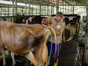 Ada Peran Penting Peternak Sapi di Balik Ketahanan Pangan RI
