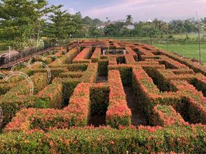 Ada Tema Labirin di Wisata Angkringan Kampung Belimbing Musi Rawas Ada Tema Labirin di Wisata Angkringan Kampung Belimbing Musi Rawas