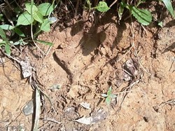 Sapi Milik Warga Aceh Timur Diduga Dimangsa Harimau