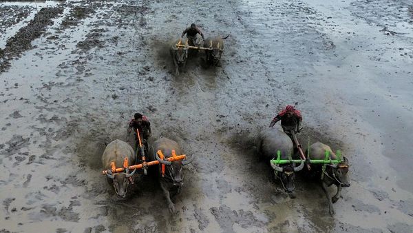 Melihat Keseruan Tradisi Karapan Kerbau di Lumajang