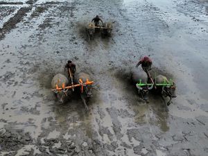 Melihat Keseruan Tradisi Karapan Kerbau di Lumajang Melihat Keseruan Tradisi Karapan Kerbau di Lumajang