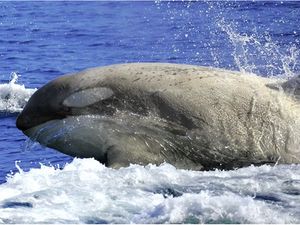 Super Langka! 2 Paus Pembunuh Albino Terlihat di Jepang Super Langka! 2 Paus Pembunuh Albino Terlihat di Jepang