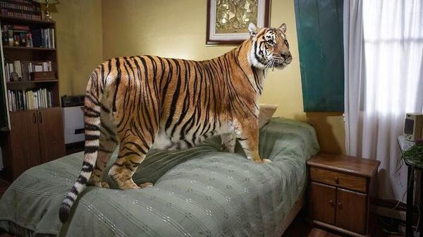 Karya Menakjubkan Jawara 1839 Awards