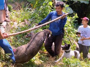 Momen Dramatis Penangkapan Babi Hutan Bertaring di Sukabumi