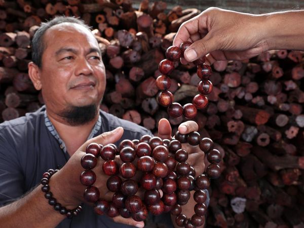 Melihat Pengolahan Akar Laka yang Bisa Tembus Pasar China dan Taiwan