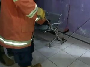 Ngeri, Ular Kobra Masuk ke Klinik Kecantikan di Gresik
