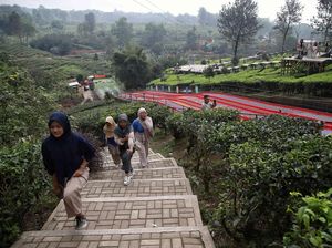 Agrowisata Gunung Mas Puncak: Bisa Jajal Petualangan-Wahana Seru di Kebun Teh Agrowisata Gunung Mas Puncak: Bisa Jajal Petualangan-Wahana Seru di Kebun Teh