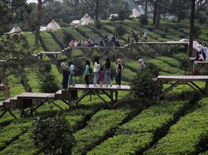 Terungkap! Luasan Agrowisata di Puncak Melebihi Batas, Diduga Sebabkan Banjir