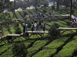 Terungkap! Luasan Agrowisata di Puncak Melebihi Batas, Diduga Sebabkan Banjir
