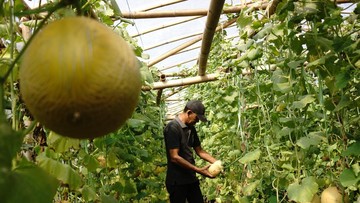 Potret Budi Daya Melon di Jombang, Jenis Miyazaki Dijual Rp 700 Ribu/Buah